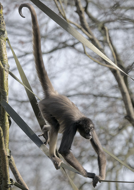 Brown spider monkey