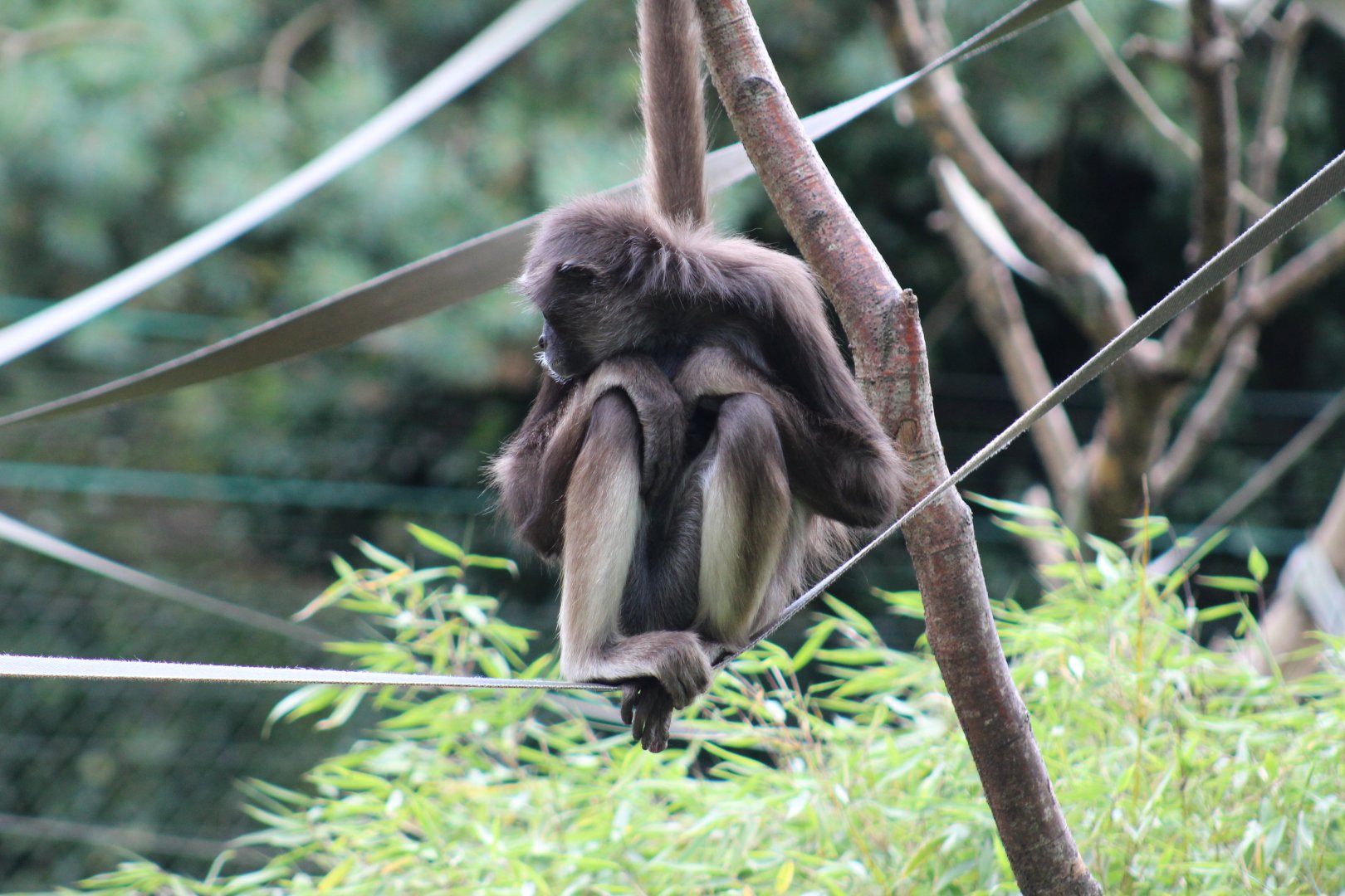 Brown Spider Monkey