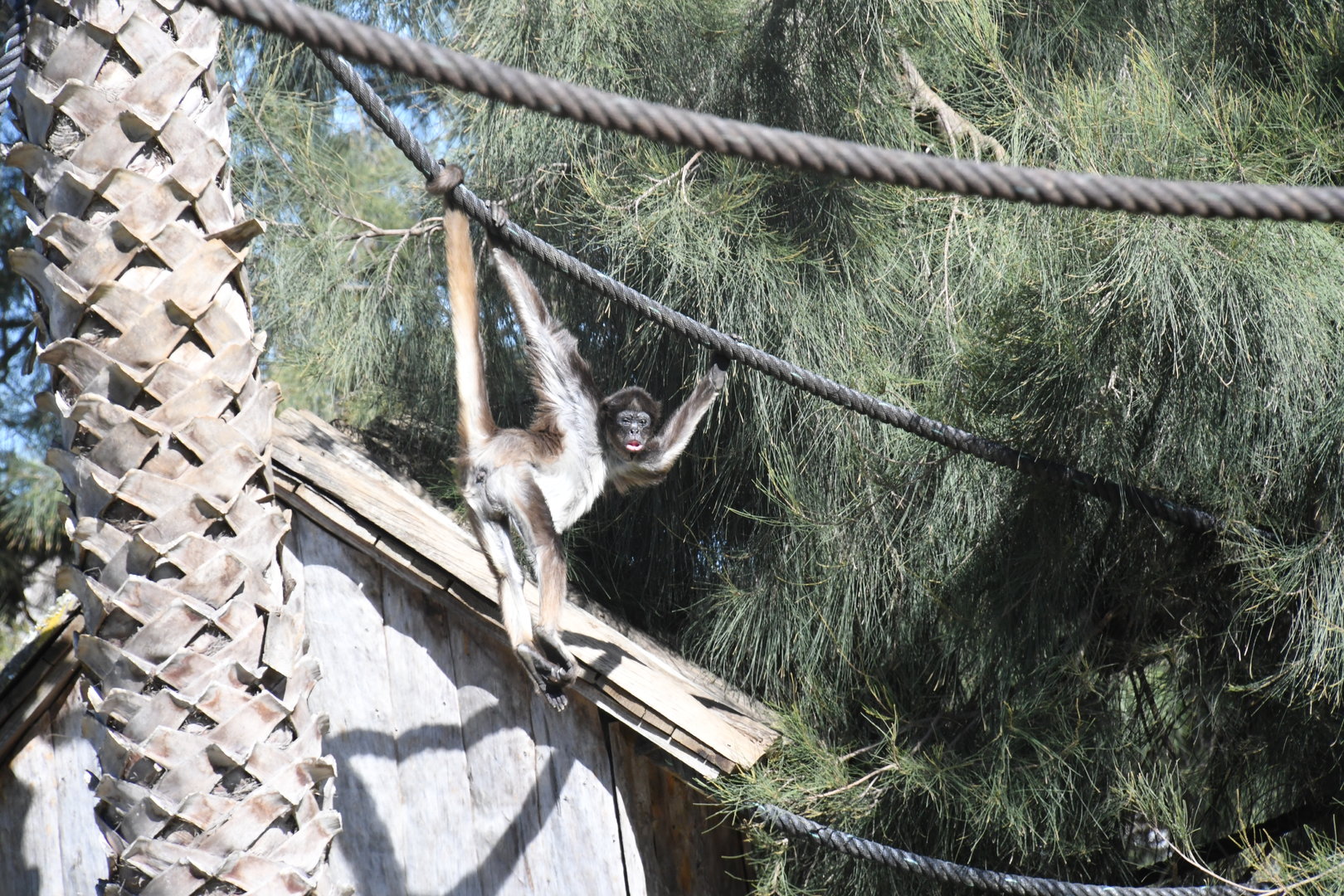 Brown Spider Monkey
