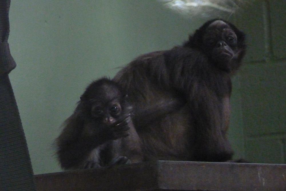 Brown Spider Monkeys, 30 March 2014