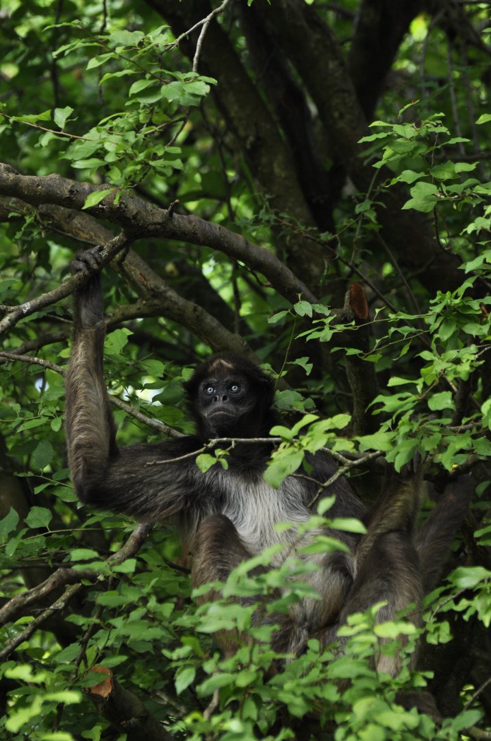 Brown spider monkeys (Ateles hybridus)