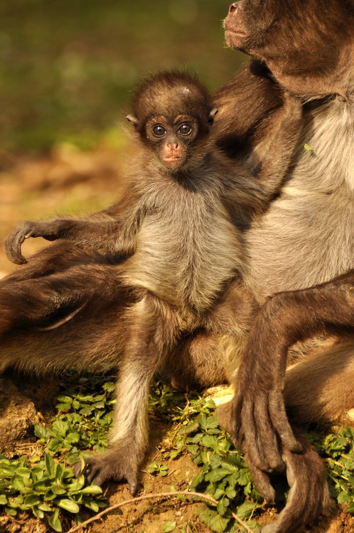 Brown spider monkeys (Ateles hybridus)