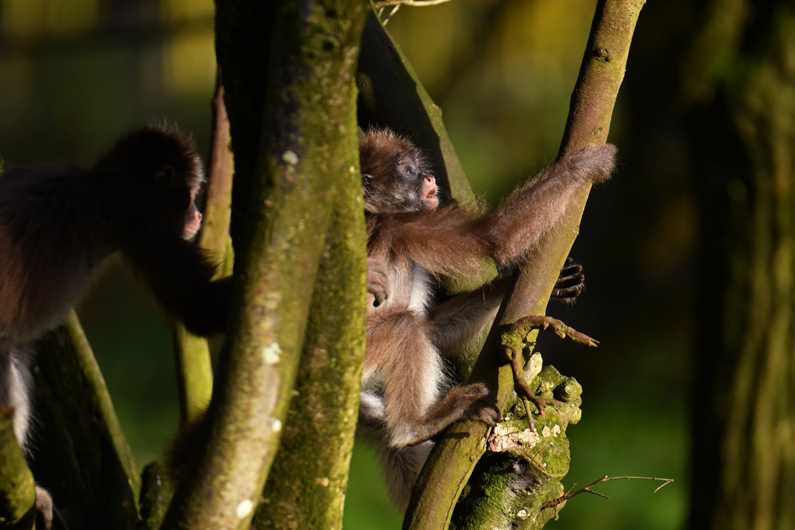 Brown spider monkeys (Ateles hybridus)