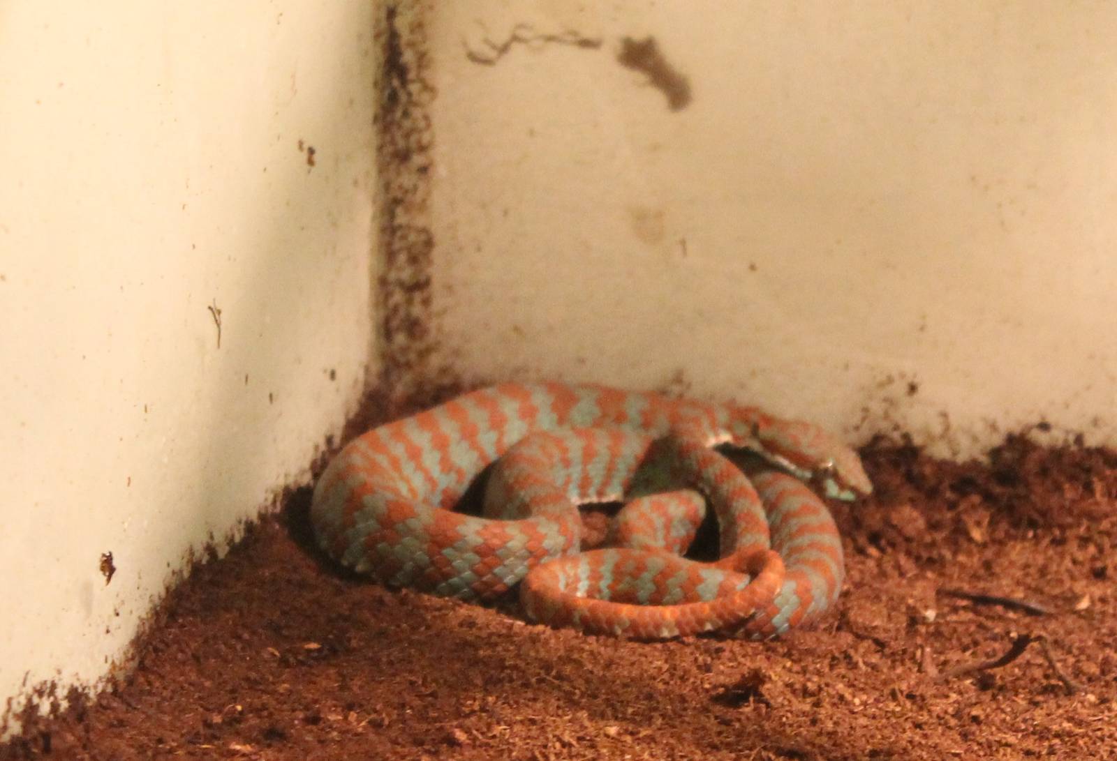 Brown-spotted green pit viper