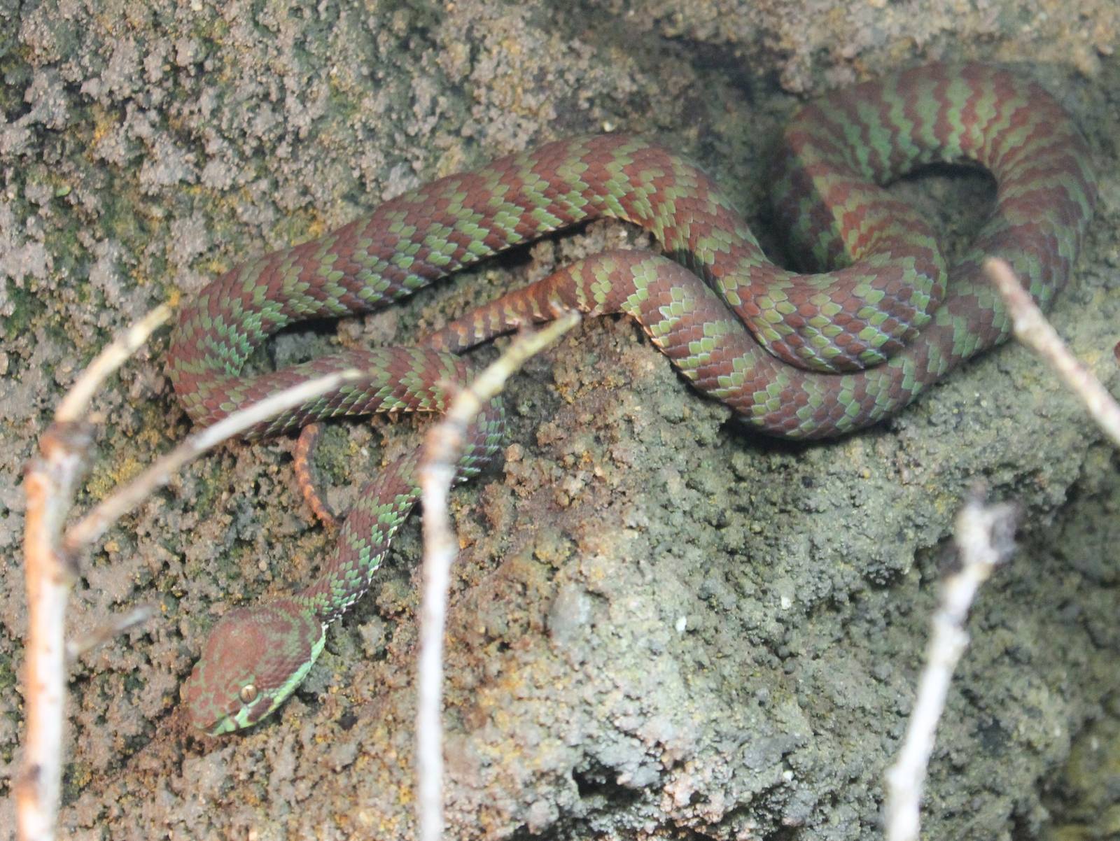 Brown-spotted green pit viper