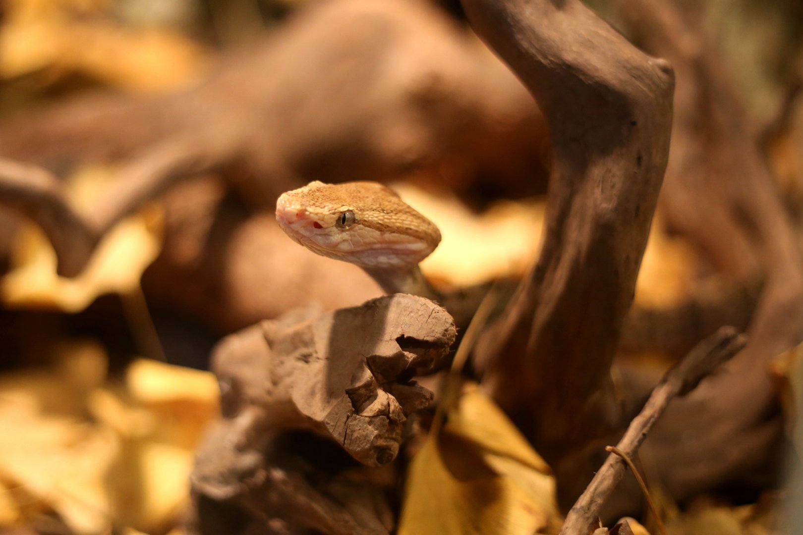 Brown Spotted Pitviper (Protobothrops mucrosquamatus)