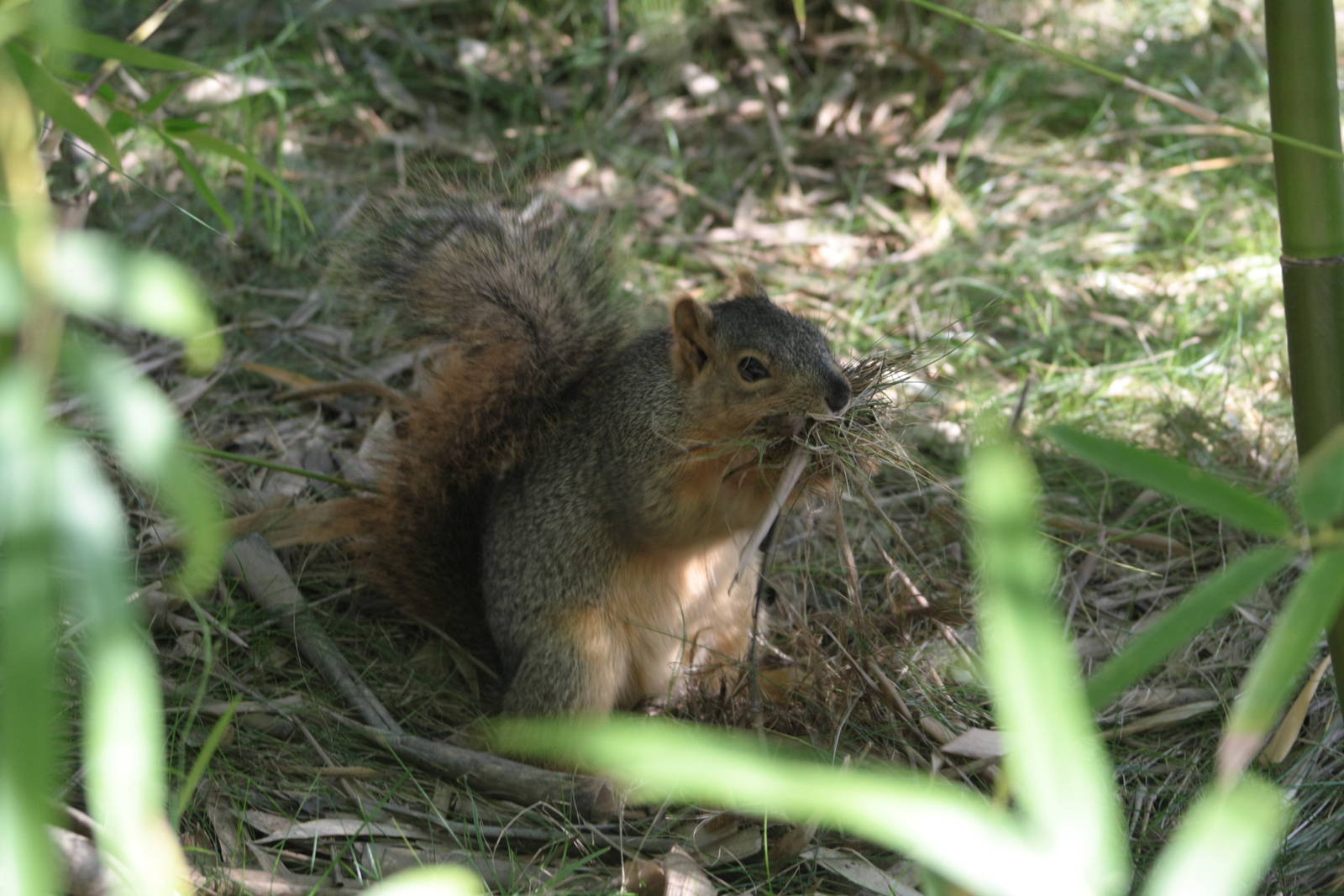 Brown Squirrel