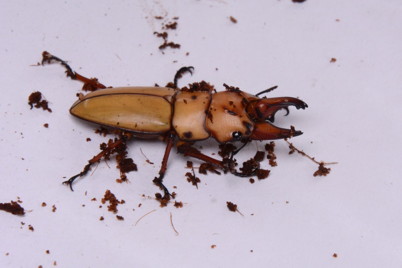 Brown stag beetle (Prosopocoilus occipitalis)