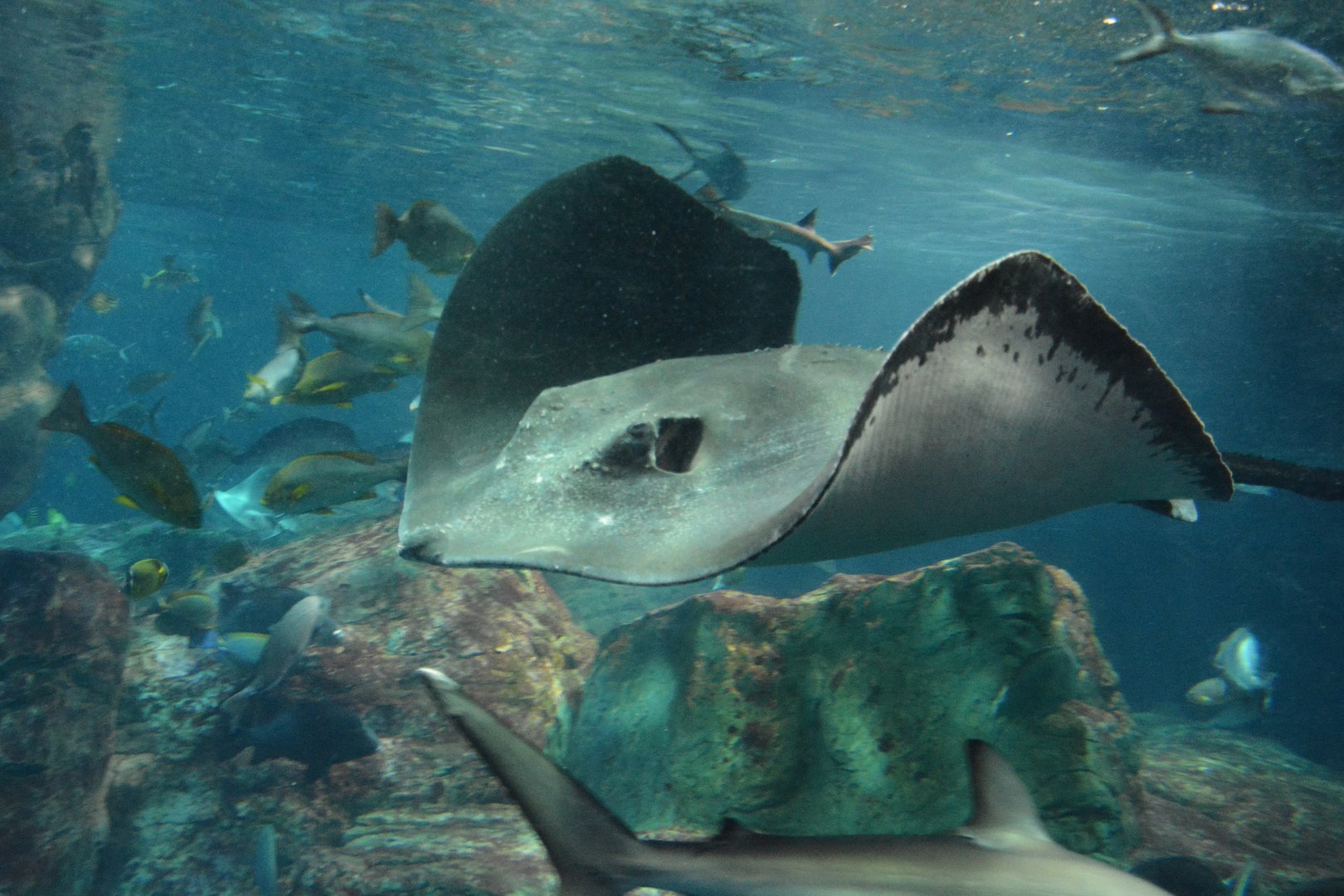 Brown stingray (Bathytoshia lata)