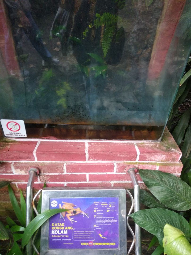 Brown stream frog (Chalcorana chalconota) information panel