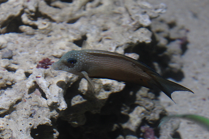 Brown surgeonfish (Acanthurus nigrofuscus) - Suraloka Interactive Zoo
