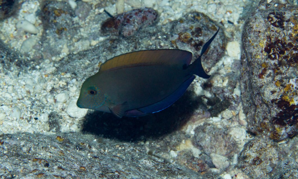 Brown Surgeonfish (Acanthurus nigrofuscus)
