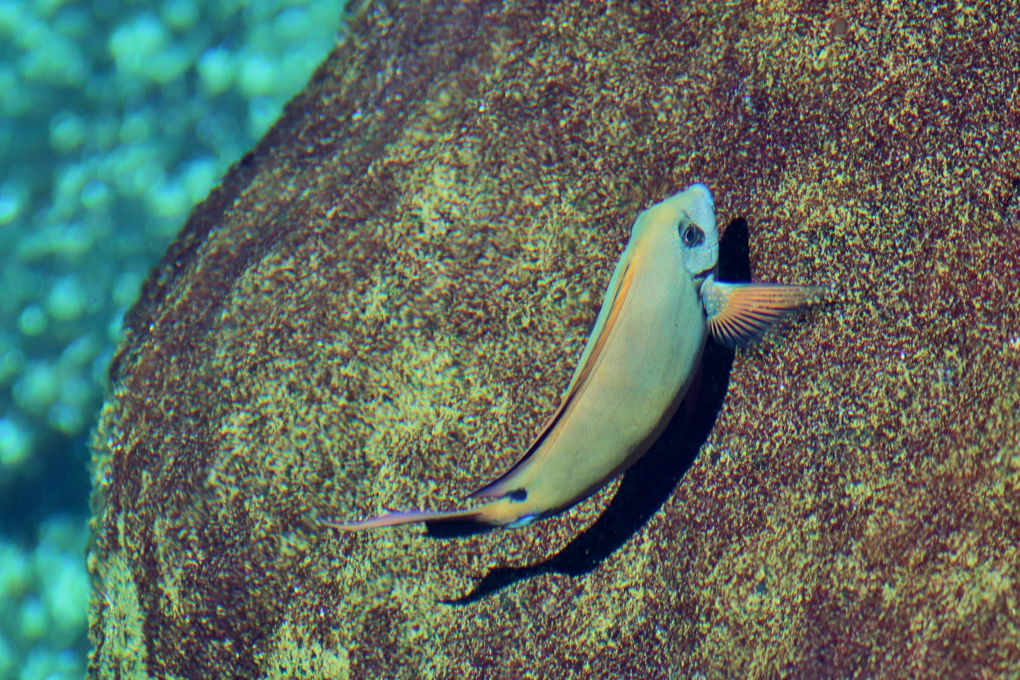 Brown Surgeonfish (Acanthurus nigrofuscus)