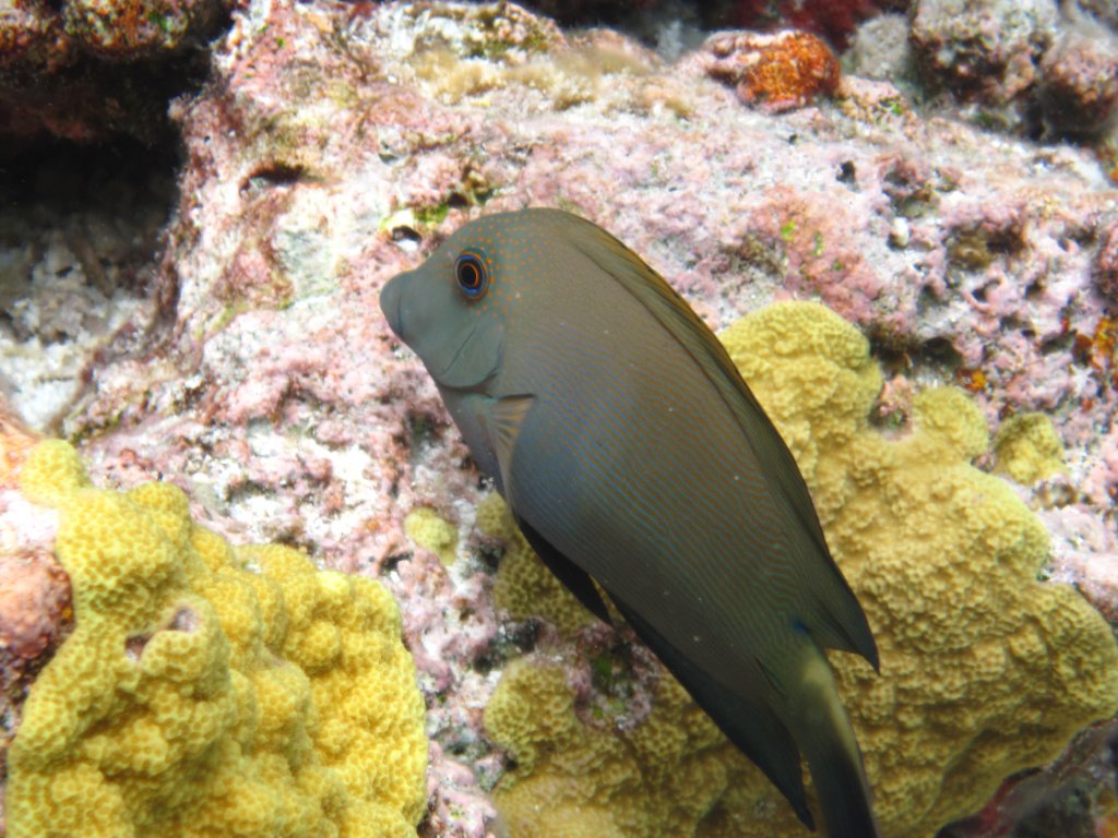 Brown Surgeonfish