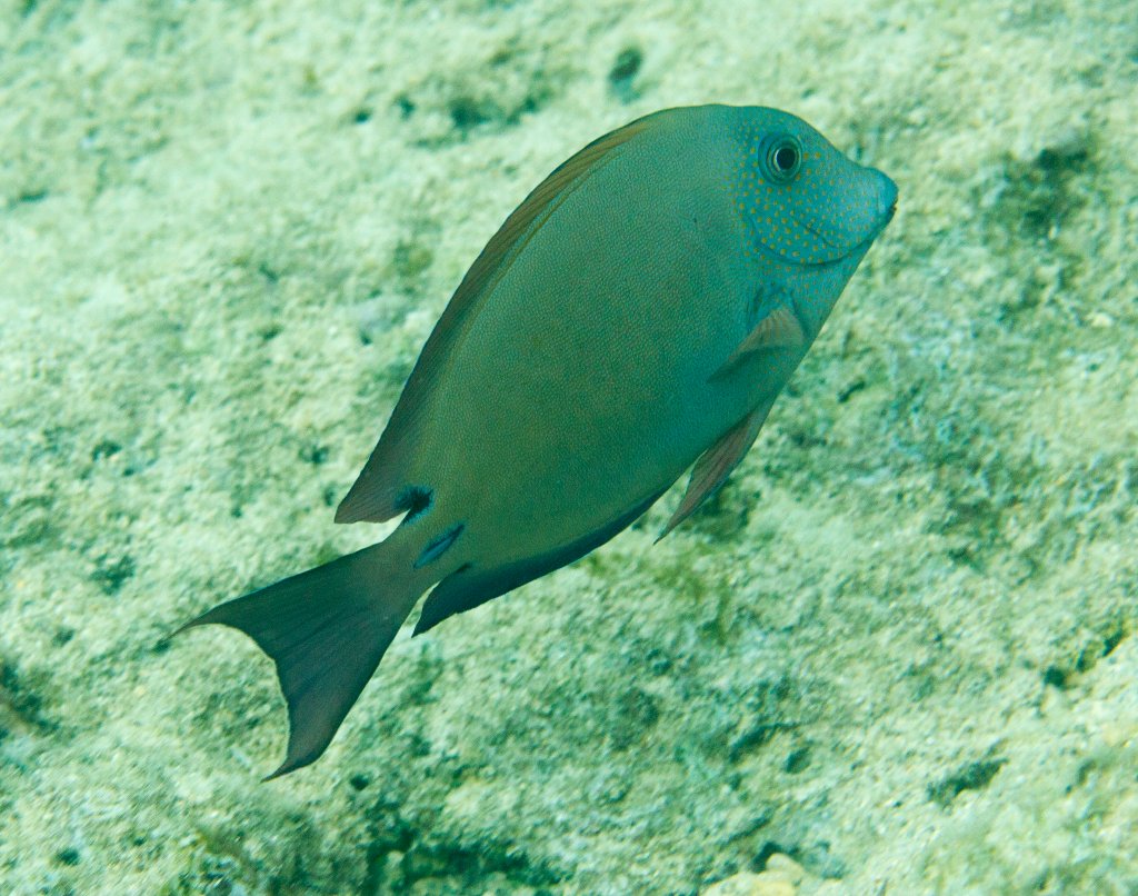 Brown Surgeonfish