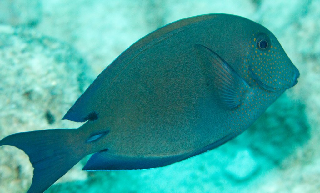 Brown Surgeonfish