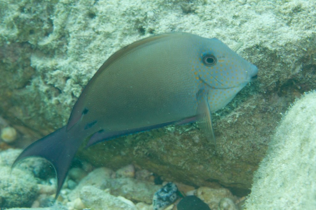Brown Surgeonfish