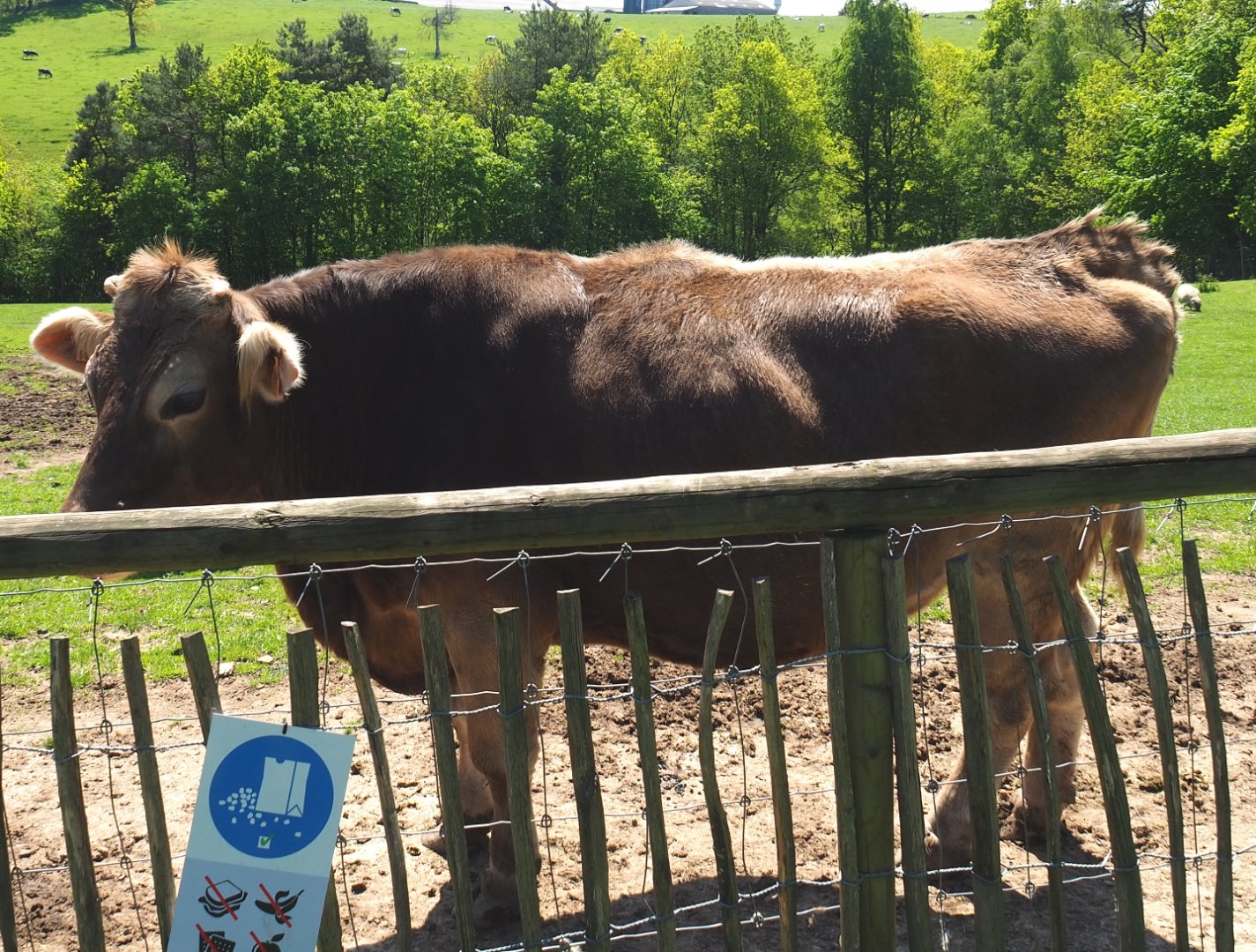 Brown Swiss cow (Bos taurus taurus), 2021-05-29