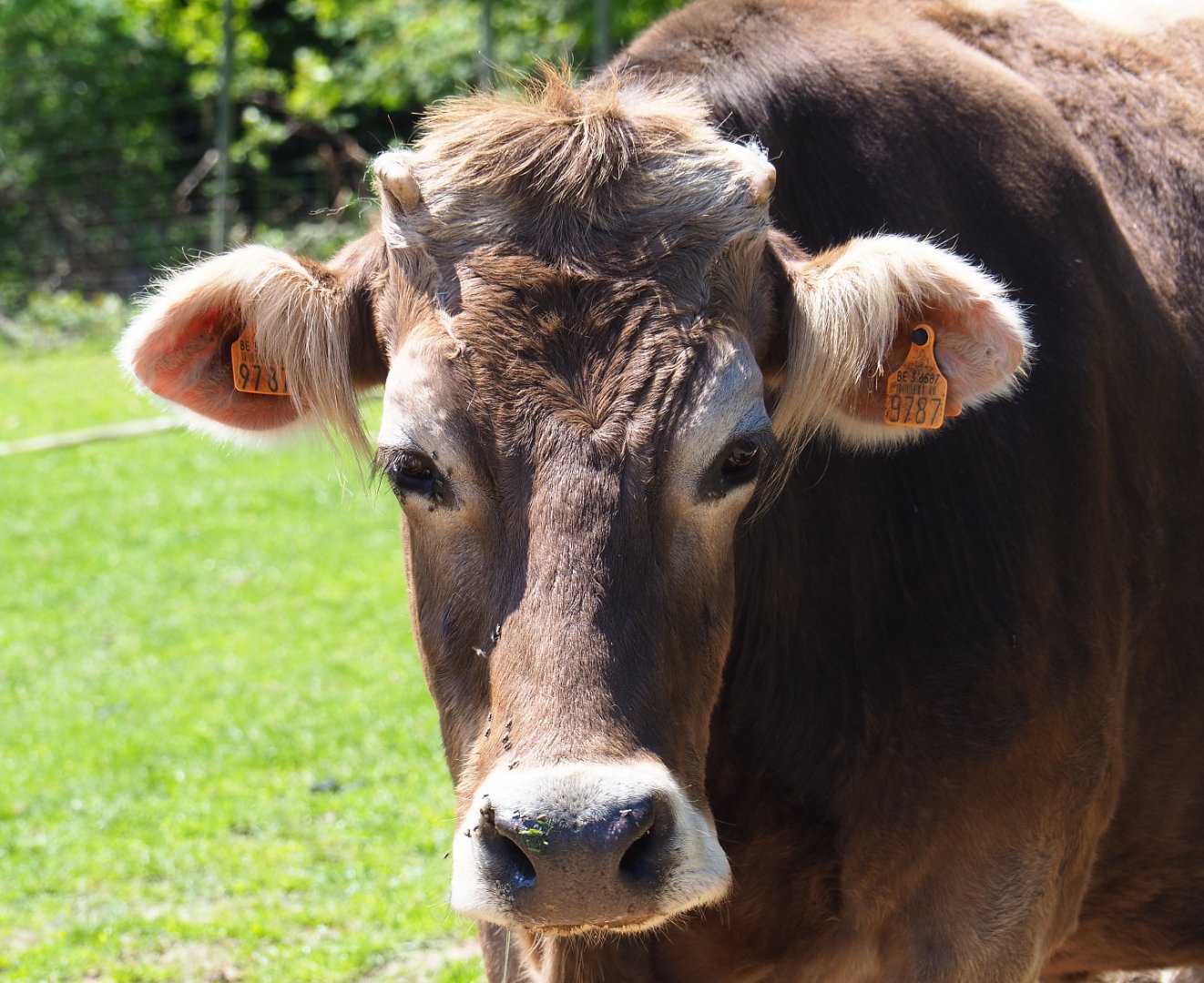 Brown Swiss cow (Bos taurus taurus), 2021-05-29