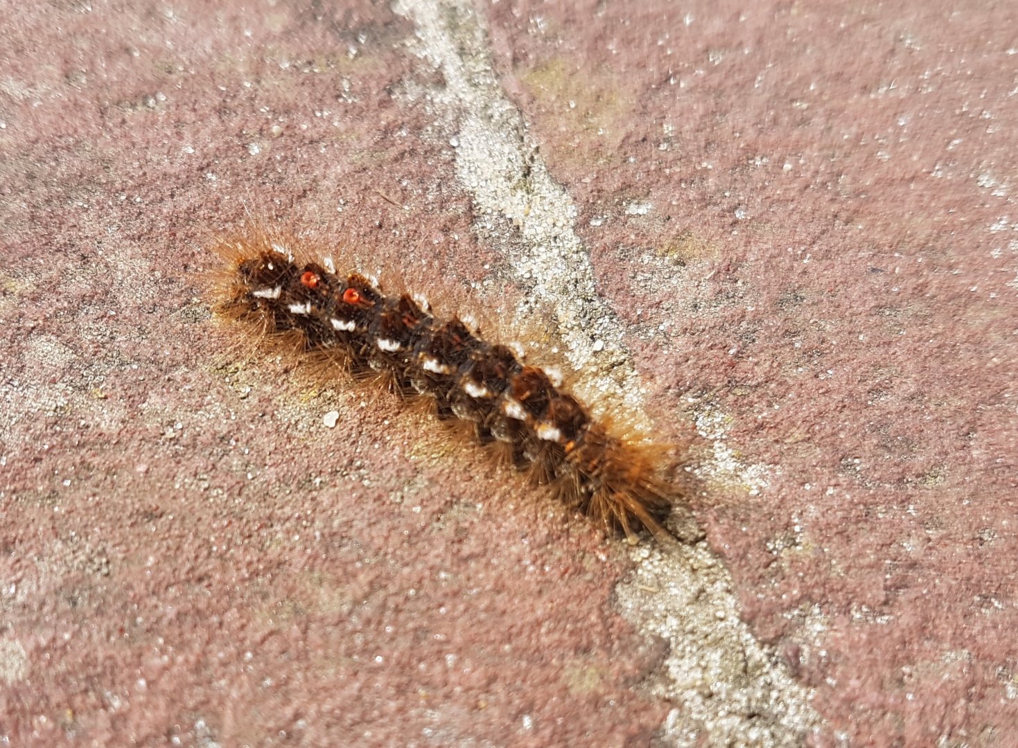 Brown-tail caterpillar - Euproctis chrysorrhoea