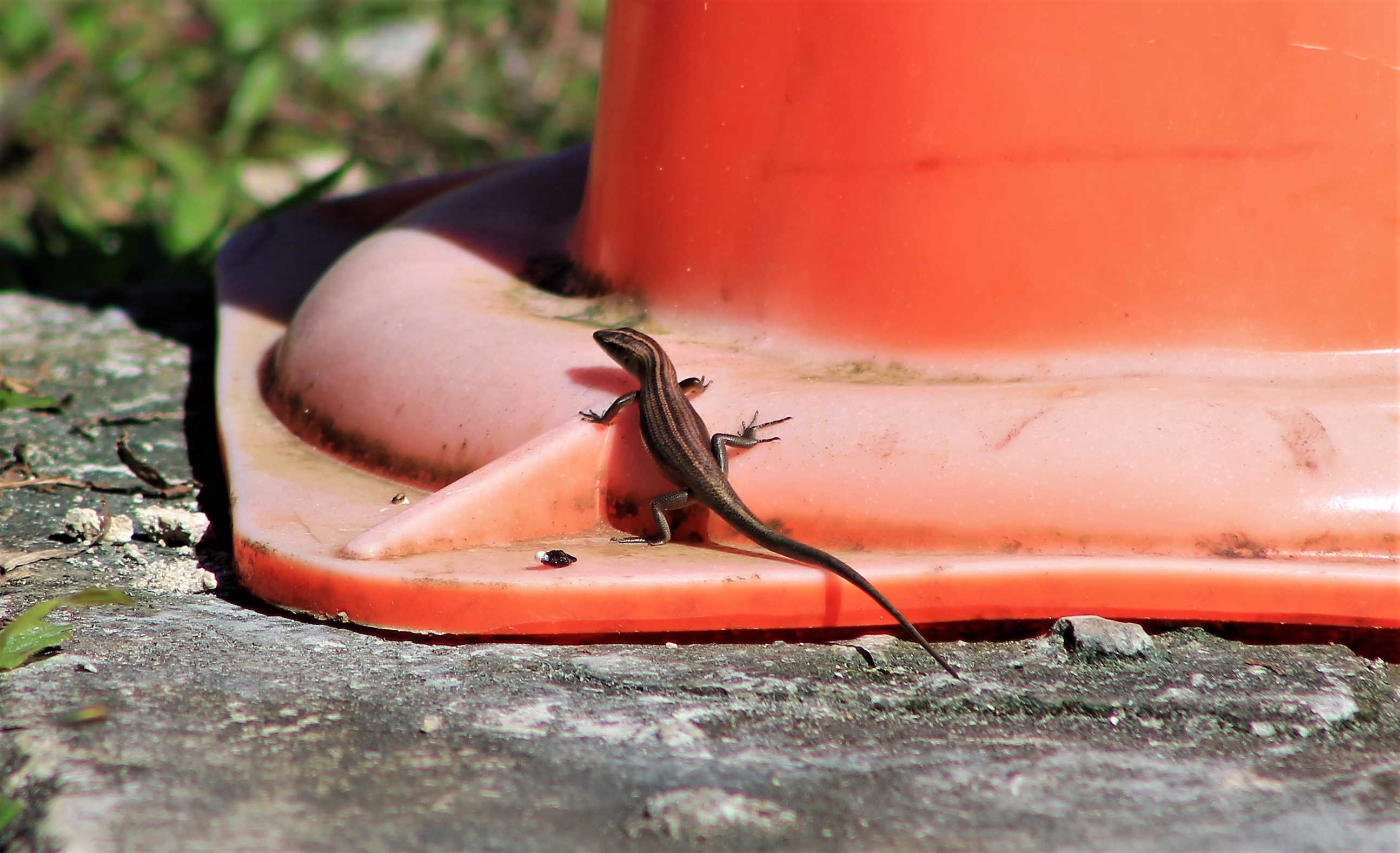 Brown-tailed Copper-striped Skink (Emoia cyanura)