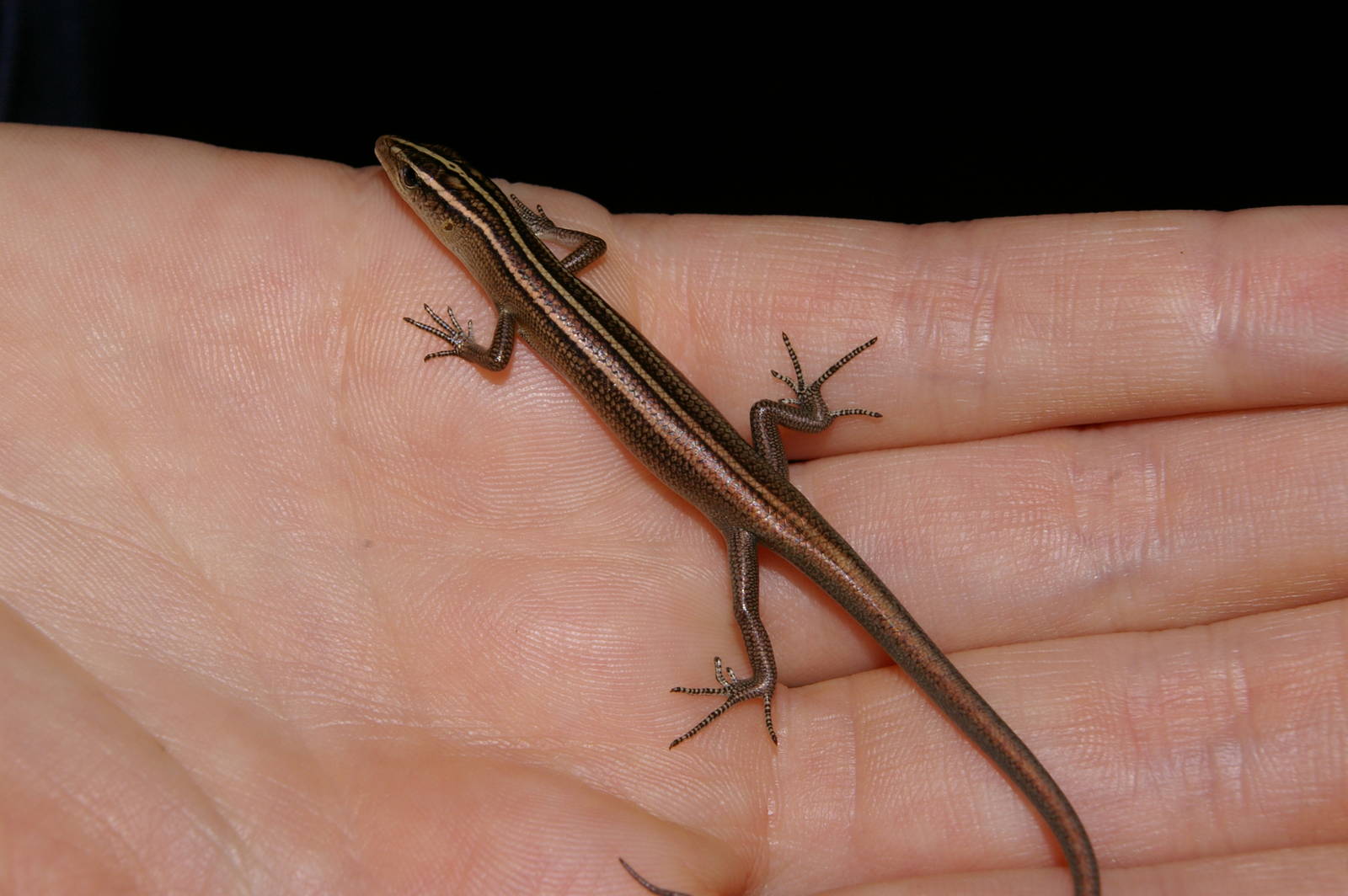 brown-tailed copper-striped skink (Emoia cyanura)
