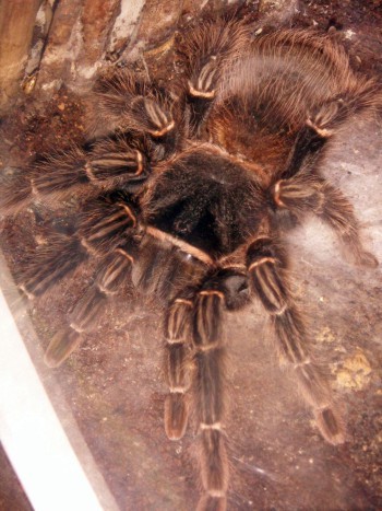 Brown tarantula (Lasiodora parahybana)