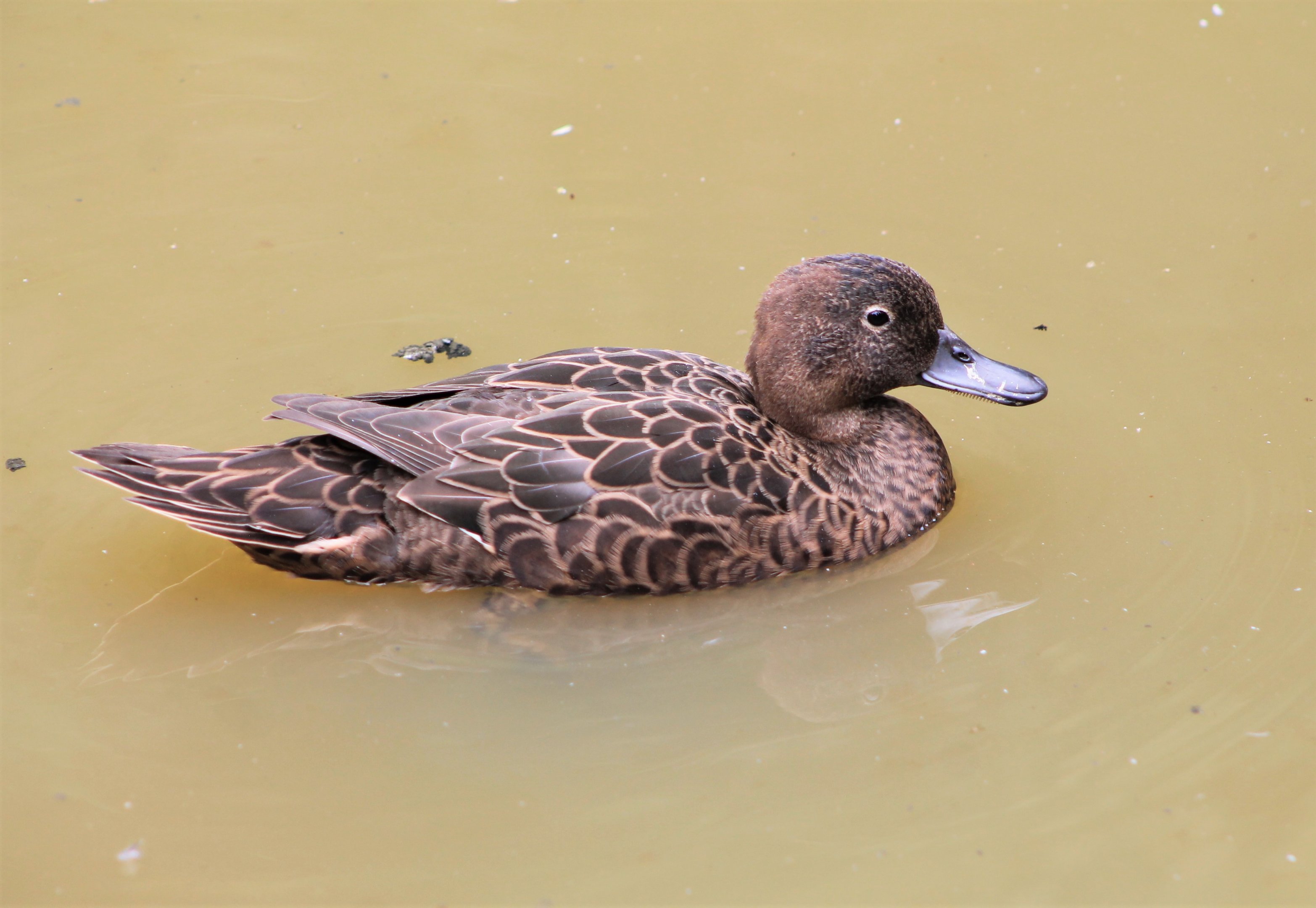 Brown Teal (Anas chlorotis), female