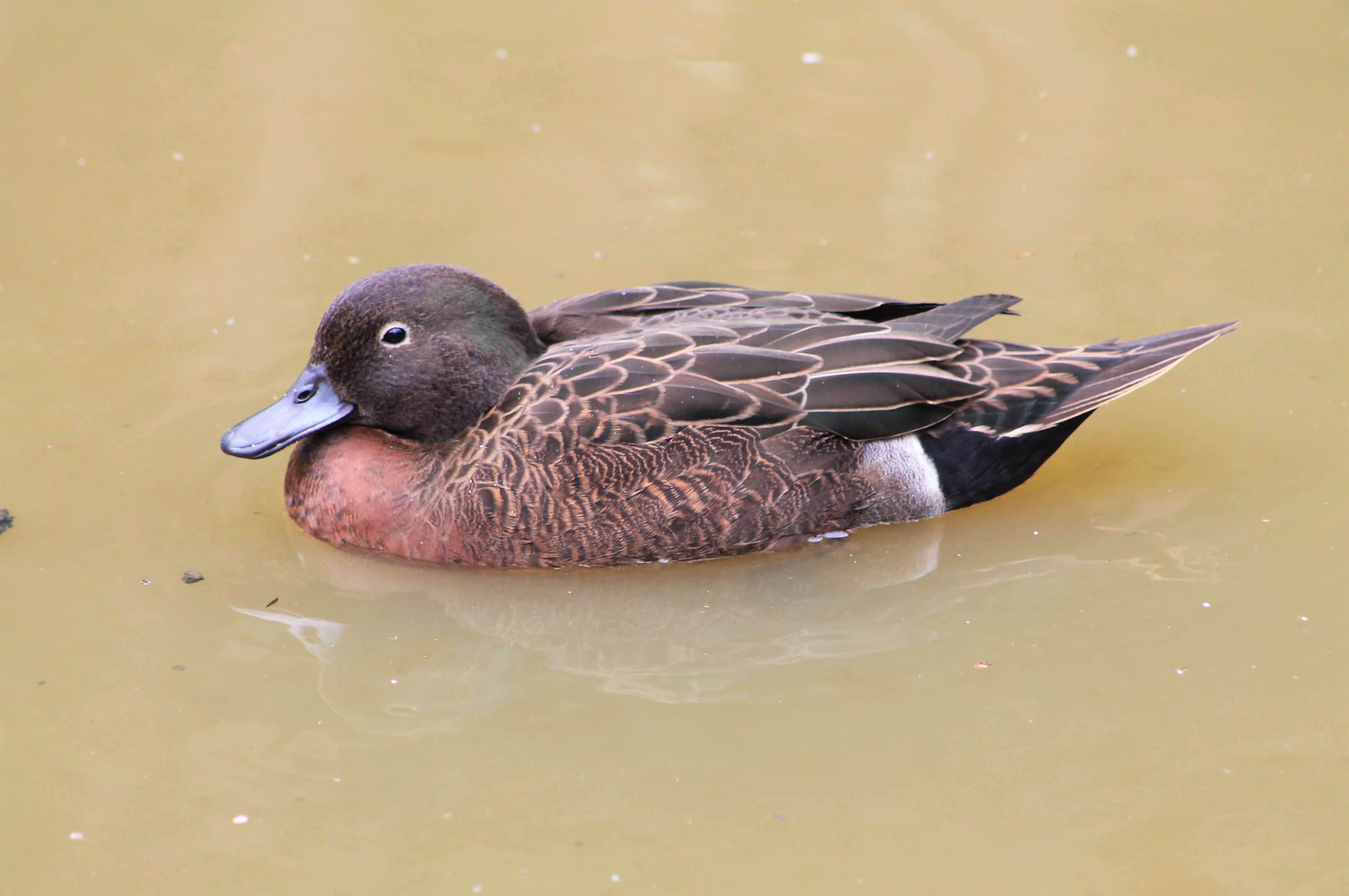Brown Teal (Anas chlorotis), male