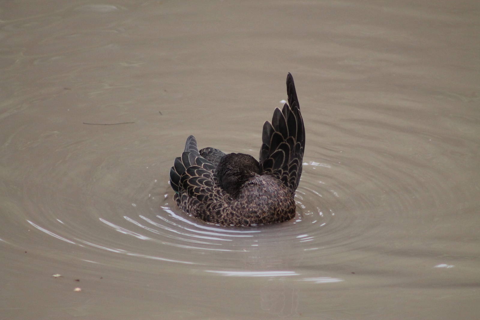 brown teal (Anas chlorotis)