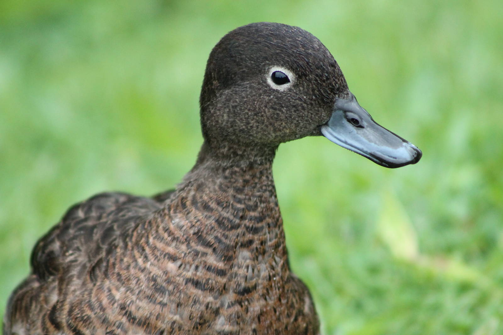 brown teal (Anas chlorotis)