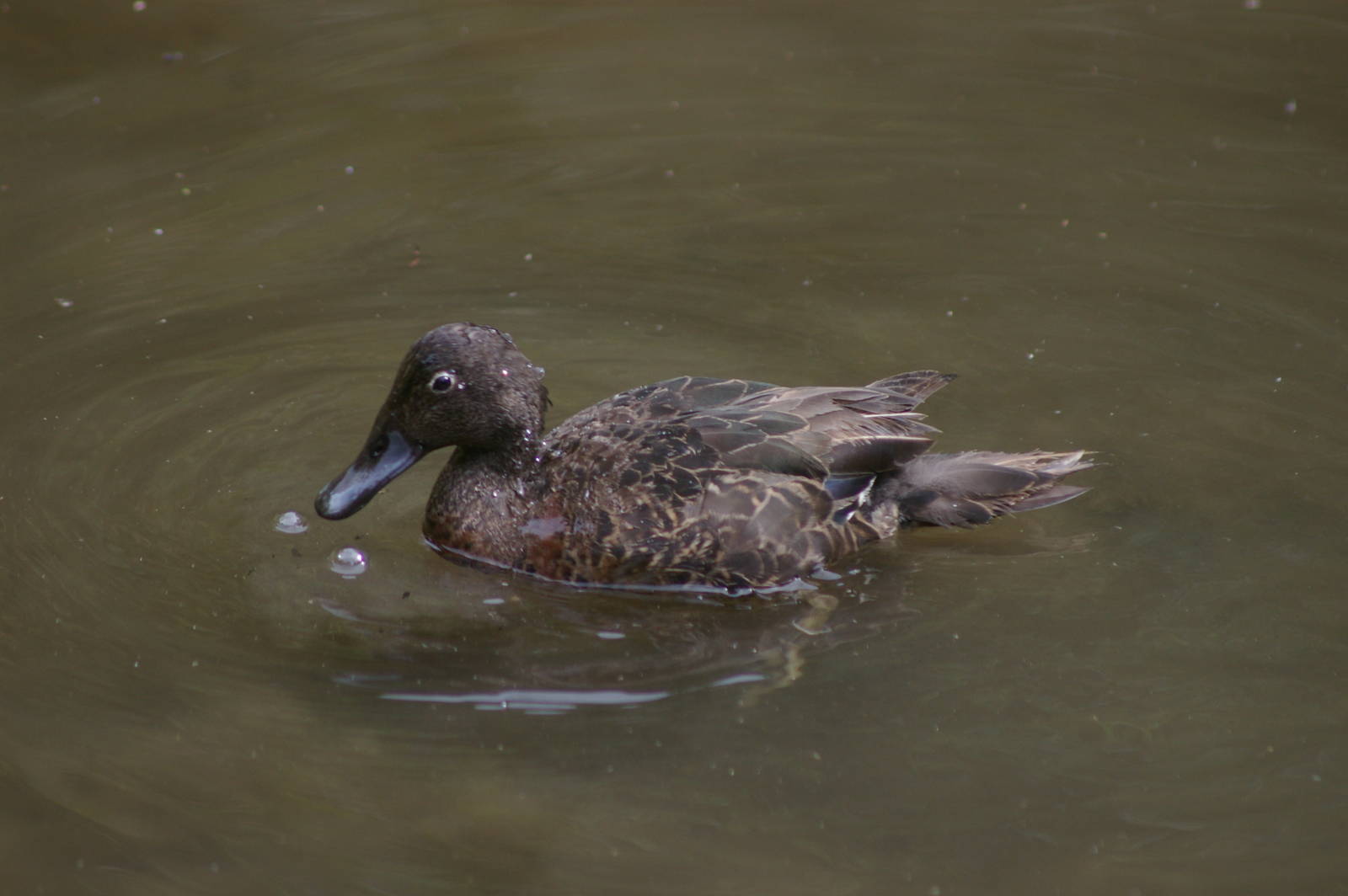 brown teal (Anas chlorotis)