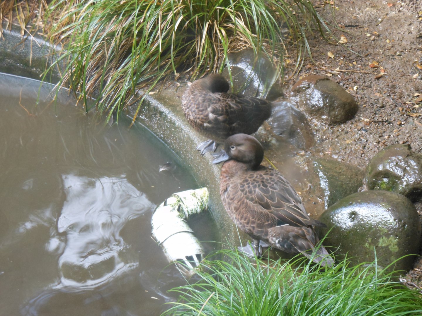 Brown Teal (Anas chlorotis)