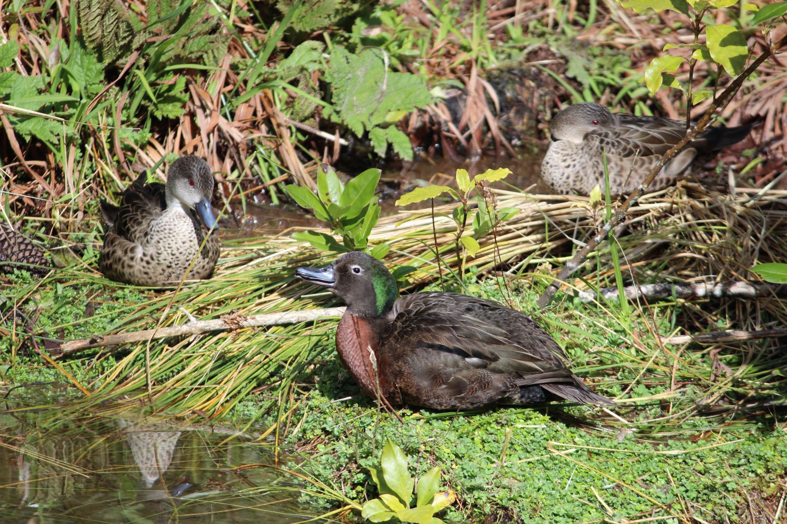 Brown Teal and Grey Teals