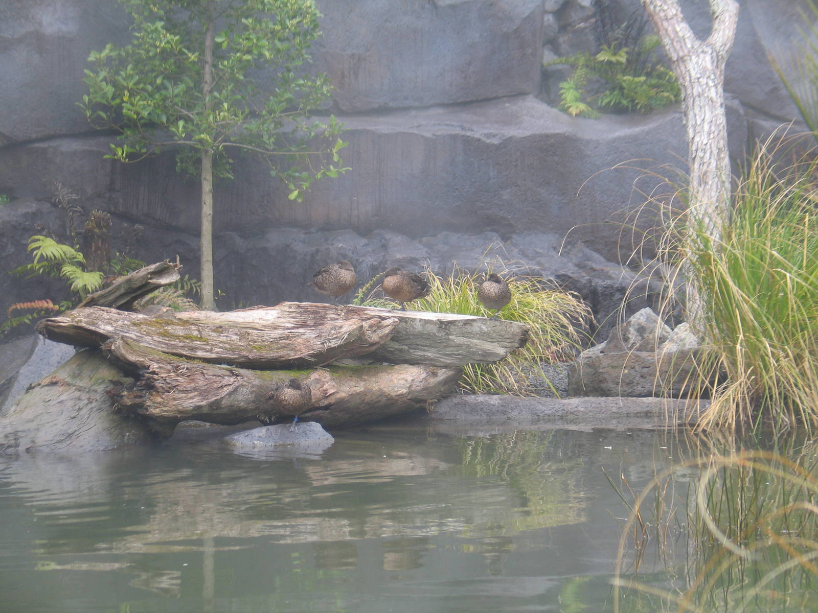 Brown Teal at Auckland Zoo