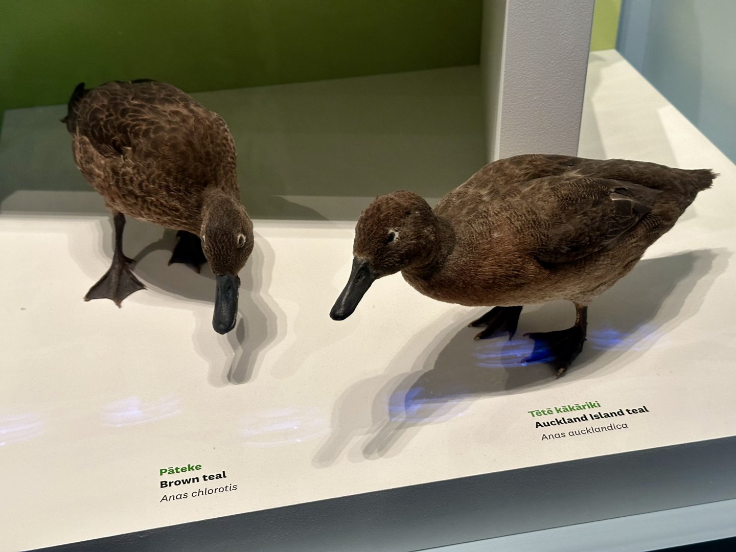 Brown Teal/Auckland Island Teal