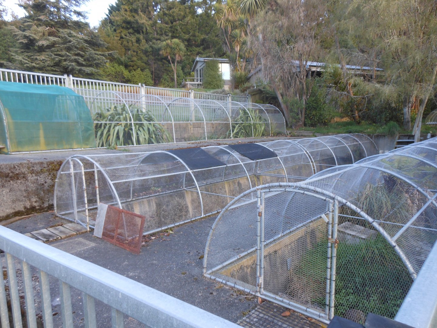 Brown Teal enclosure