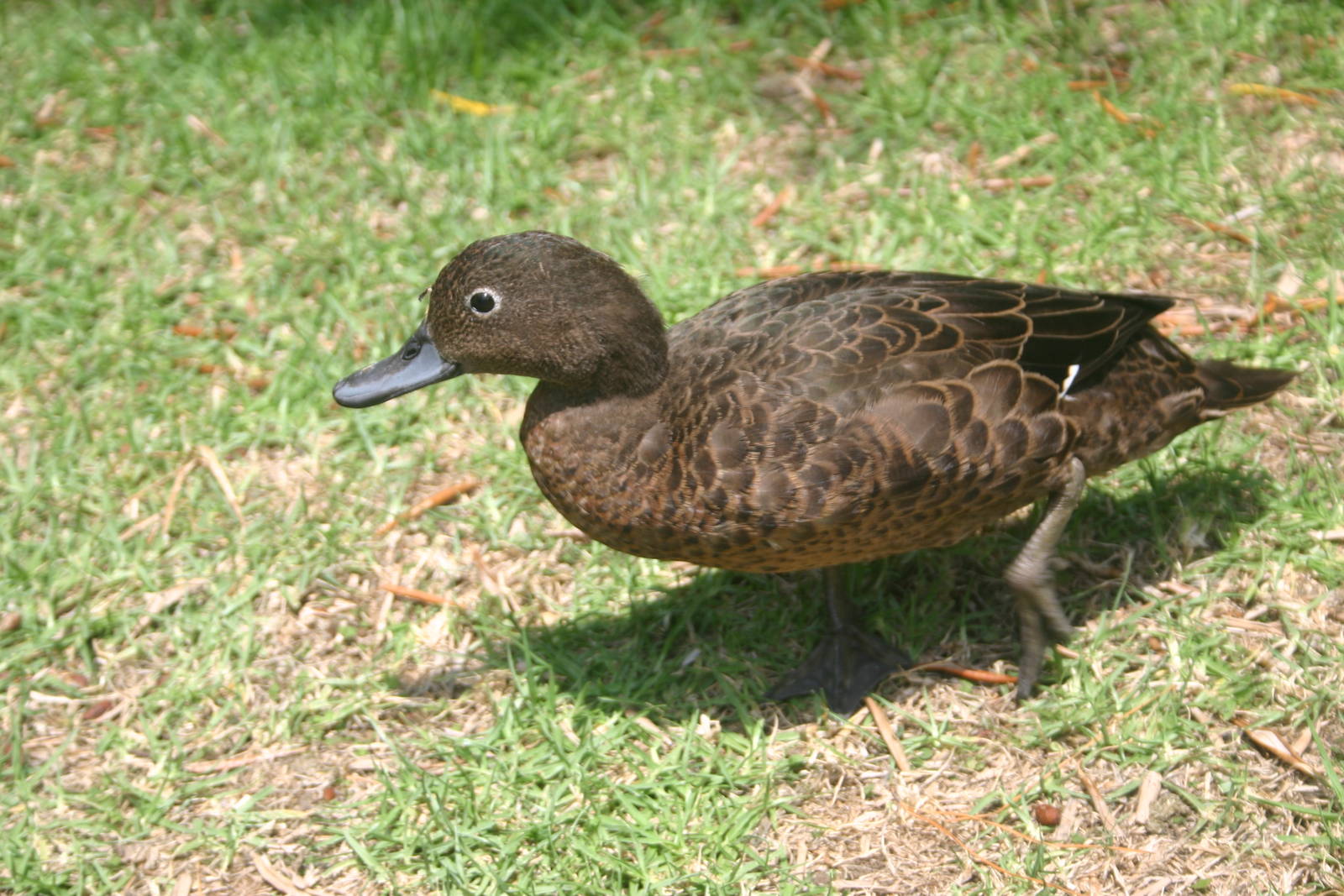Brown Teal - Great Barrier Island 2010