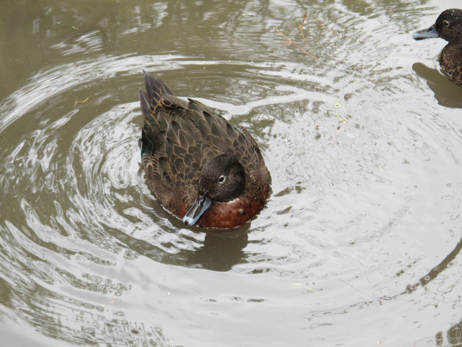 Brown Teal - Staglands 2013