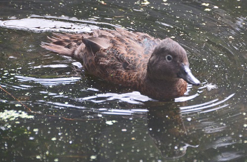 Brown teal