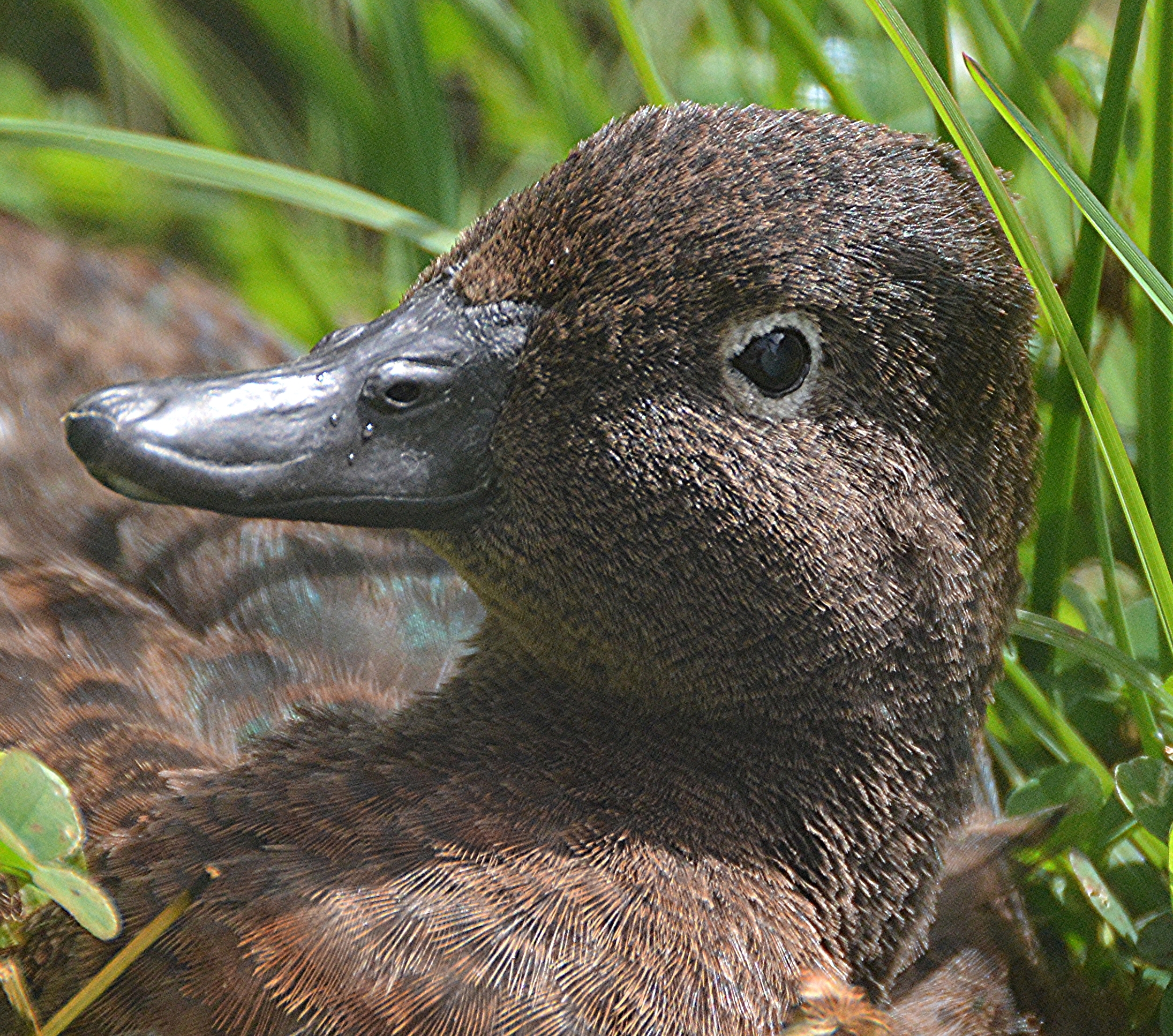 Brown teal