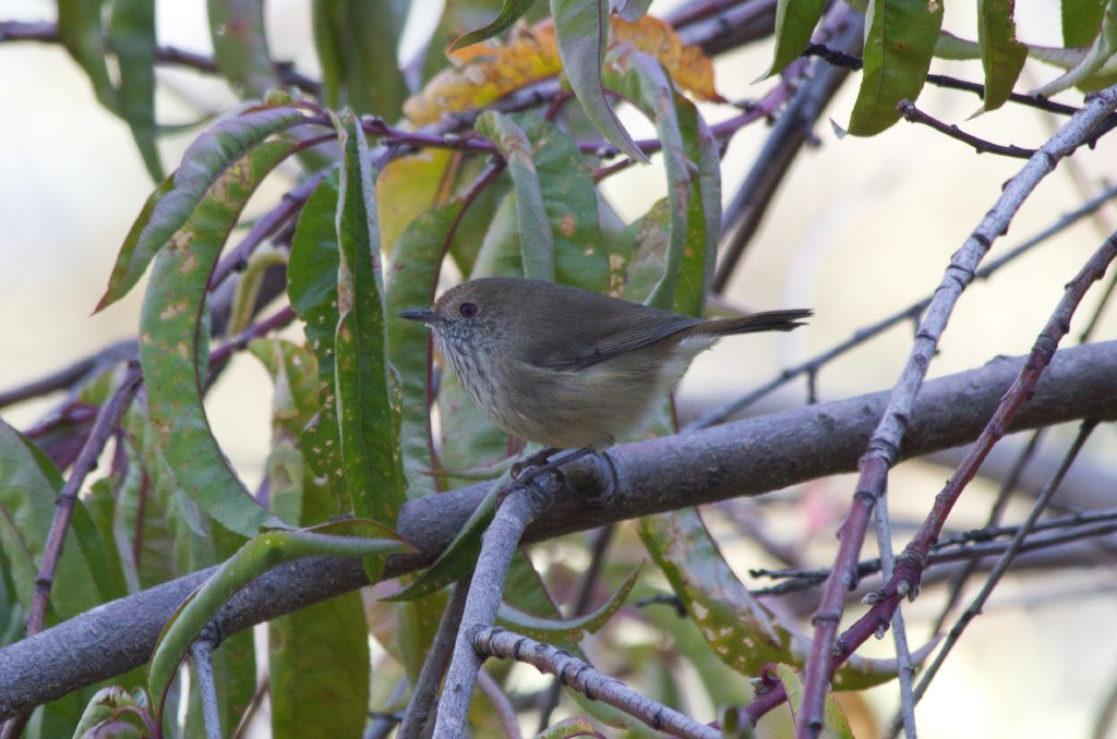 Brown Thornbill (Acanthiza pusilla)