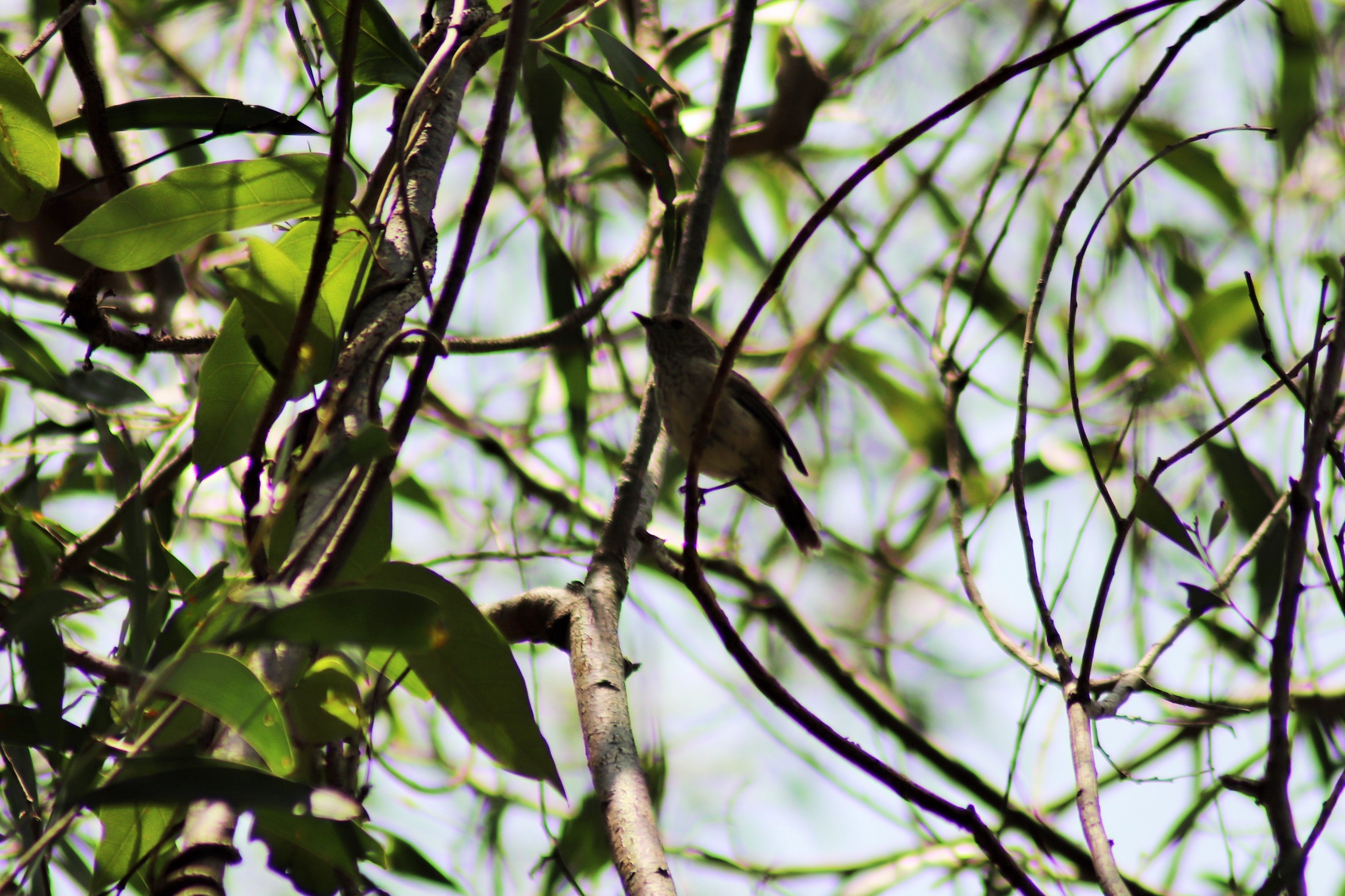 Brown Thornbill (Acanthiza pusilla)