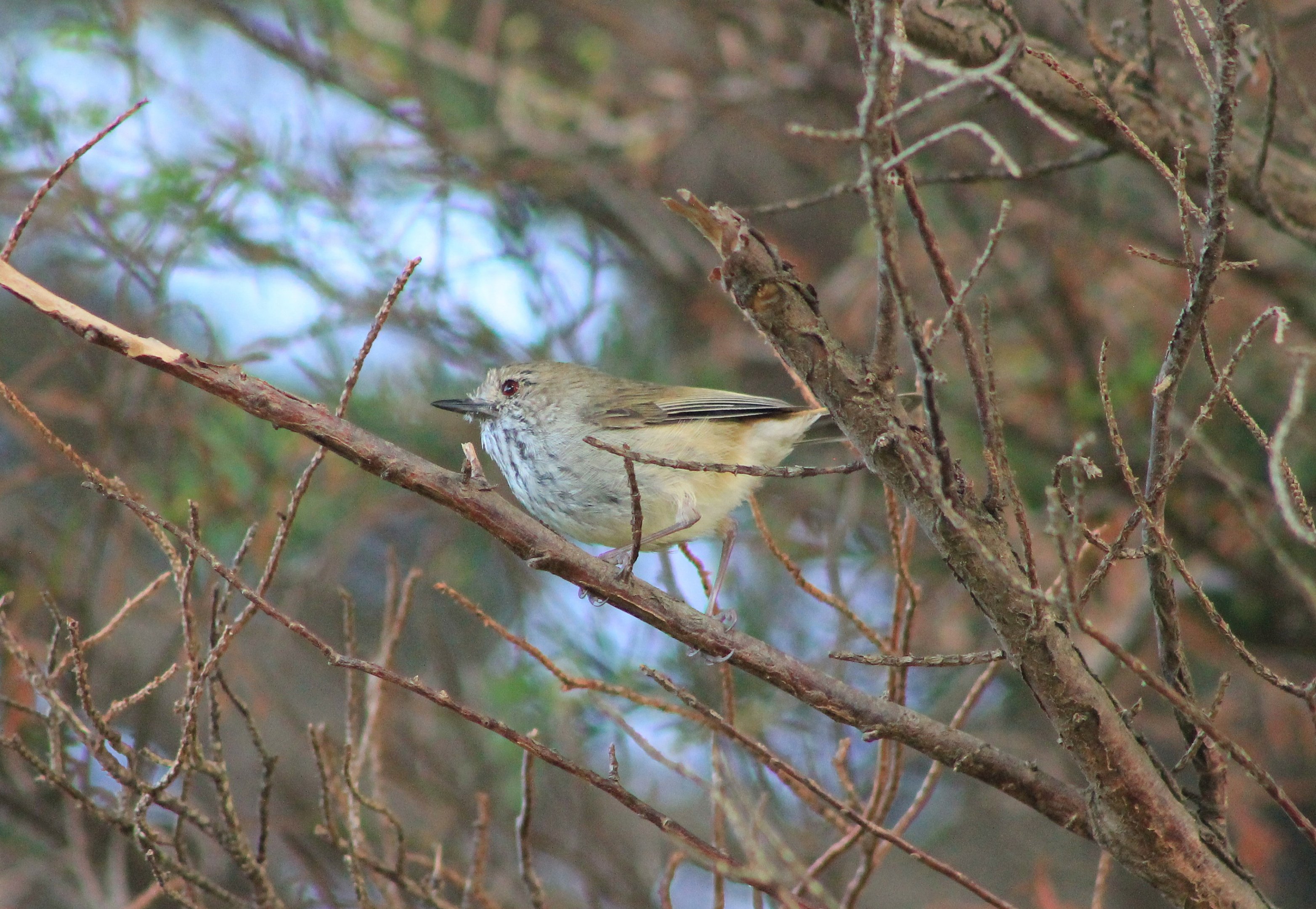 Brown Thornbill (Acanthiza pusilla)