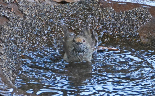 Brown thornbill bathing.