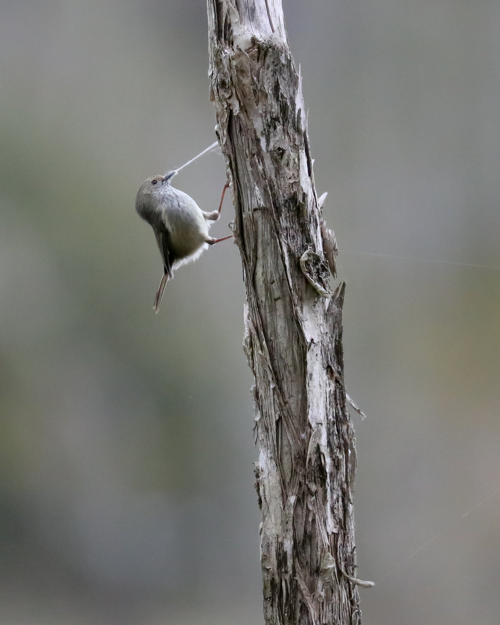Brown Thornbill collecting nesting material