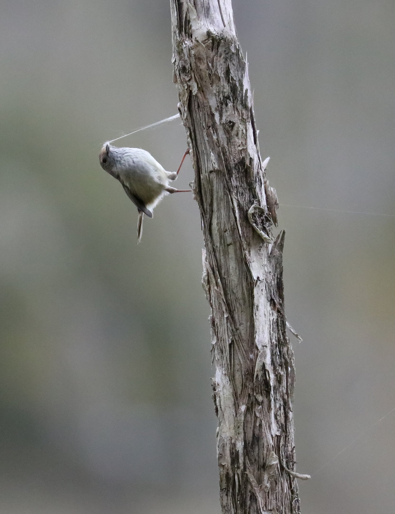 Brown Thornbill collecting nesting material