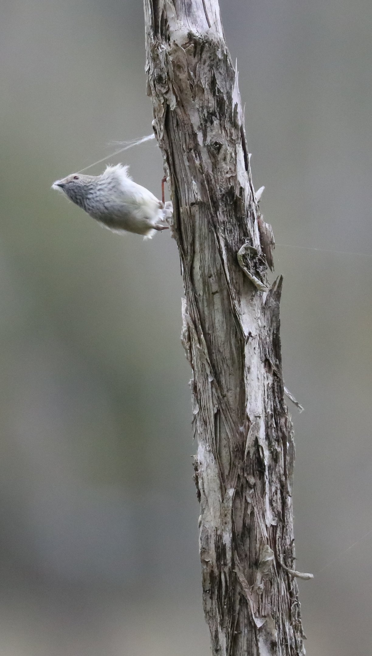 Brown Thornbill collecting nesting material