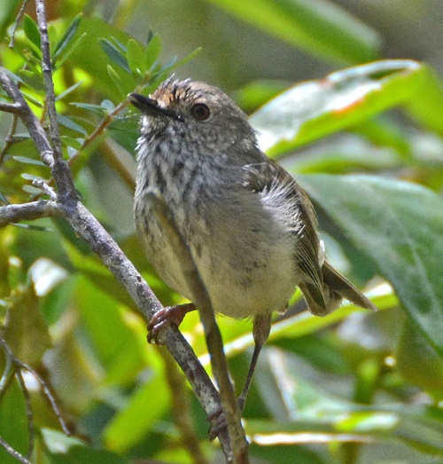 Brown Thornbill