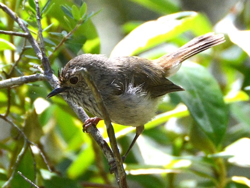 Brown Thornbill